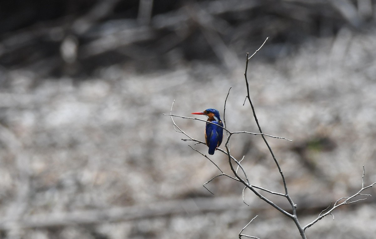 Malachite Kingfisher - ML624154621