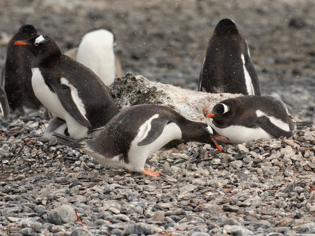 Gentoo Penguin - ML624154624