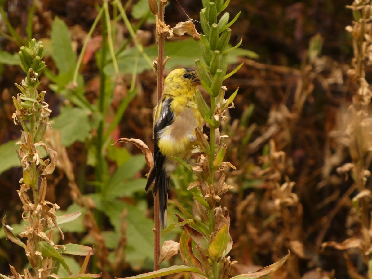 American Goldfinch - Wynn Graves