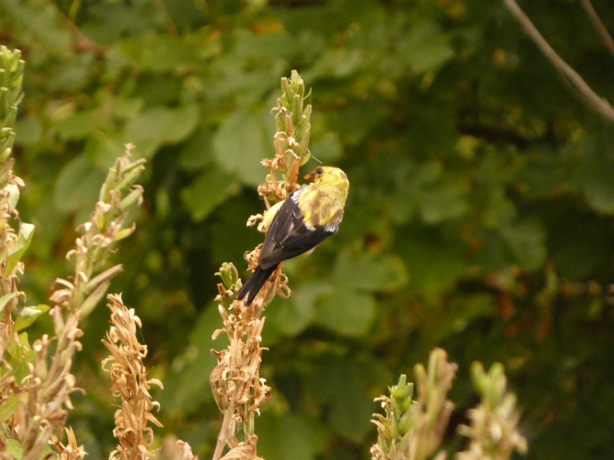 Chardonneret jaune - ML624154630