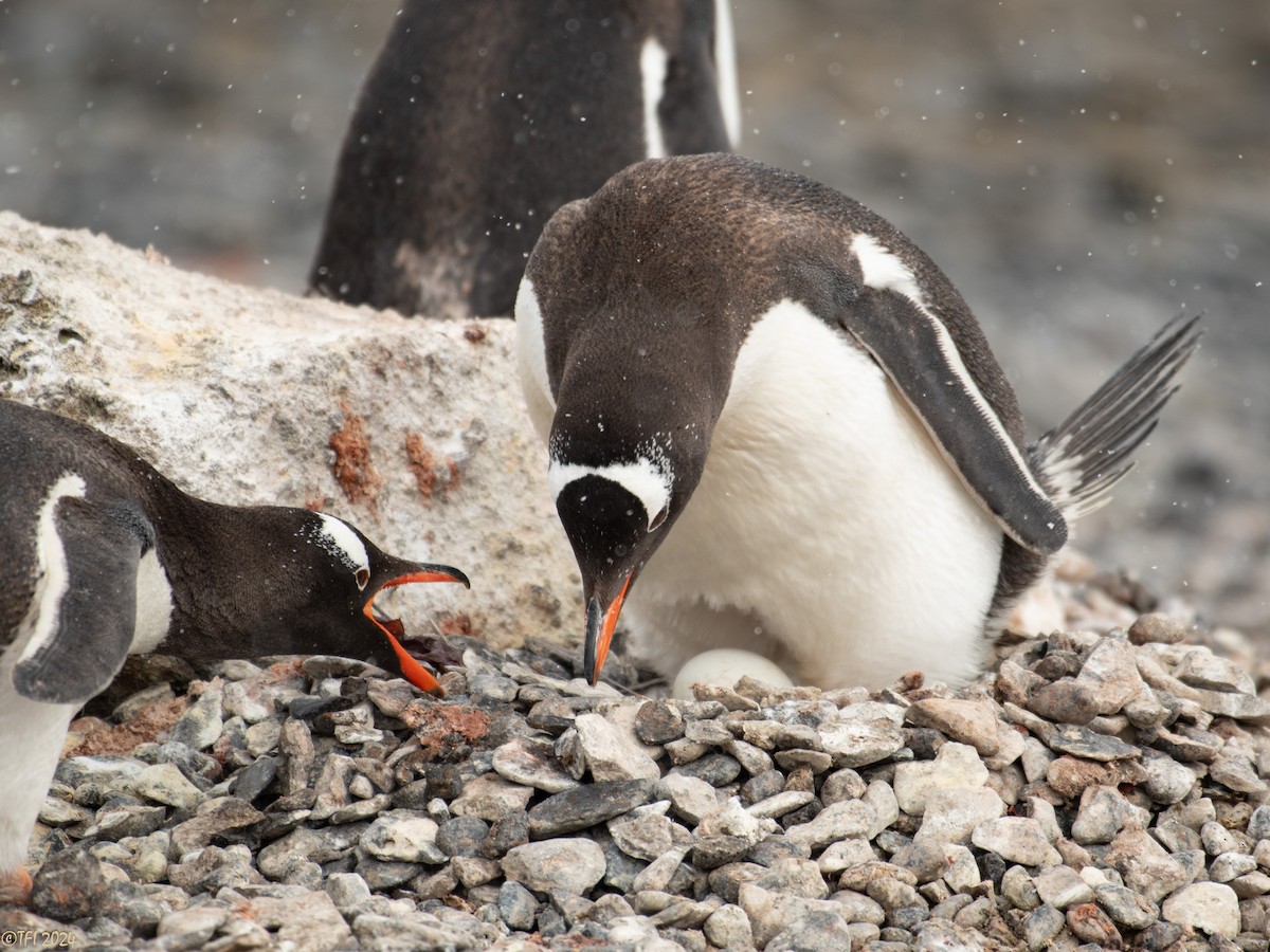 Gentoo Penguin - T I