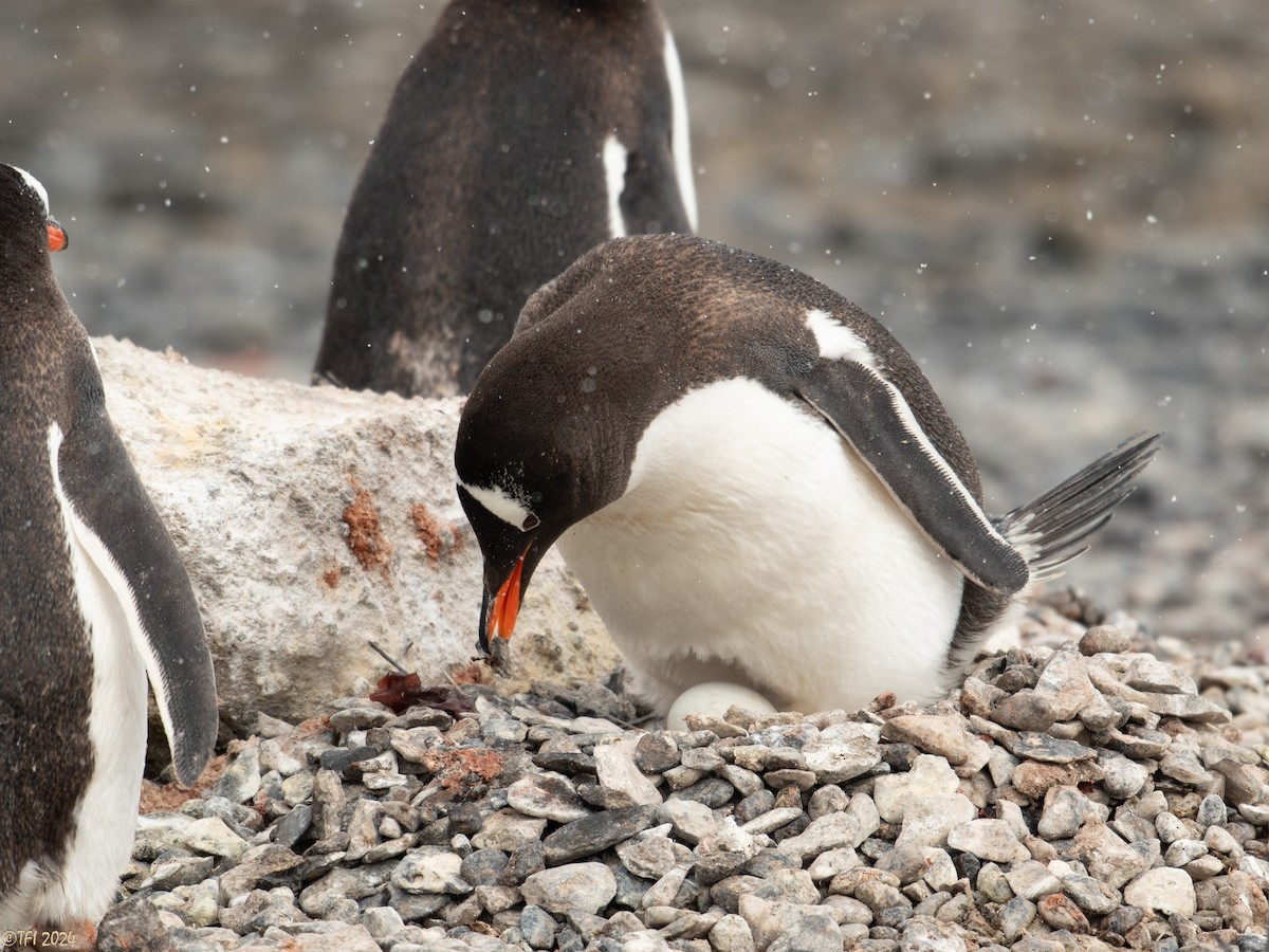 Gentoo Penguin - ML624154632