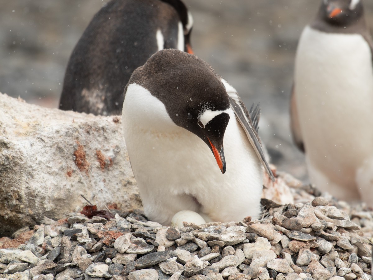 Gentoo Penguin - ML624154633