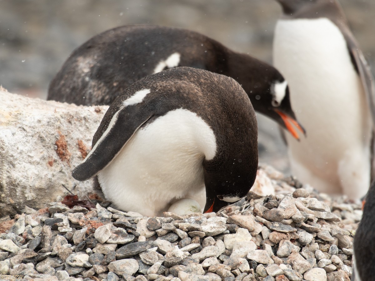 Gentoo Penguin - ML624154641