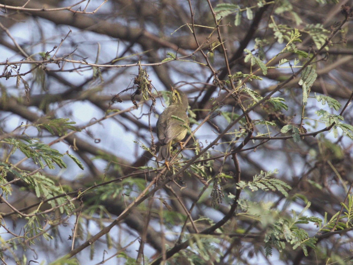 Brooks's Leaf Warbler - ML624154646