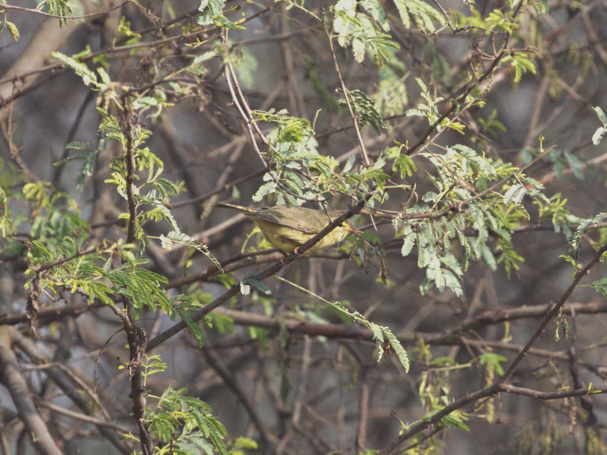 Brooks's Leaf Warbler - ML624154647