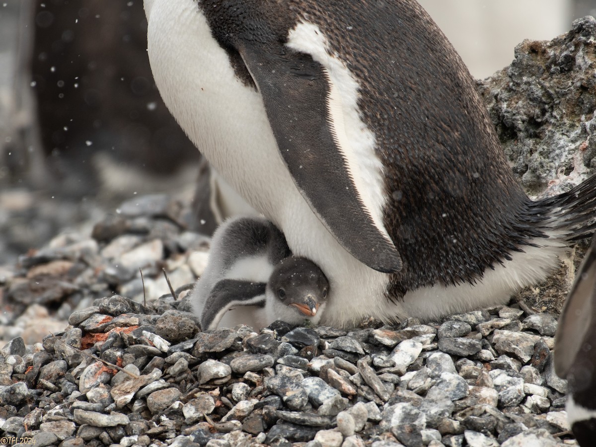 Gentoo Penguin - ML624154654