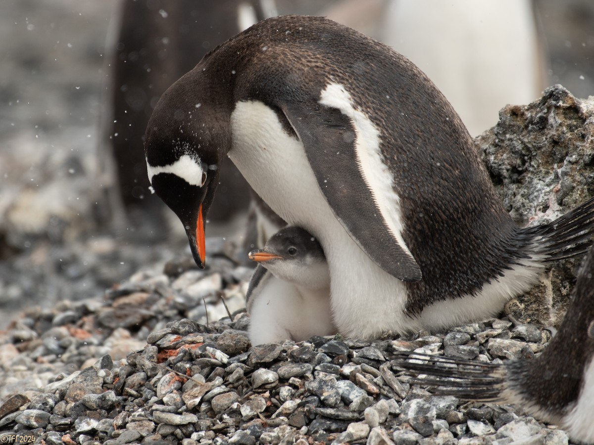 Gentoo Penguin - ML624154656