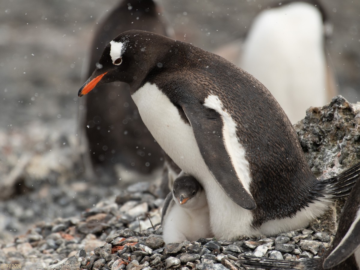 Gentoo Penguin - ML624154657