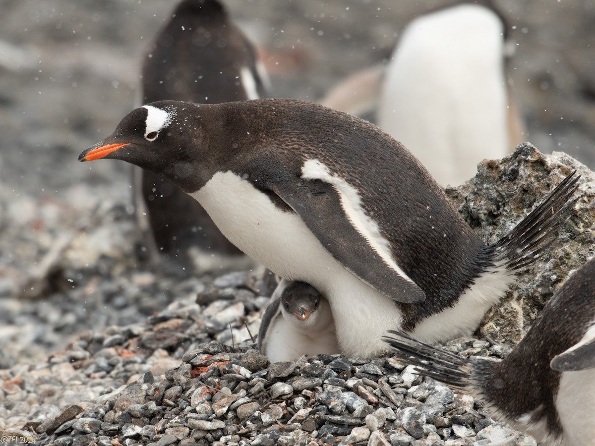 Gentoo Penguin - ML624154658