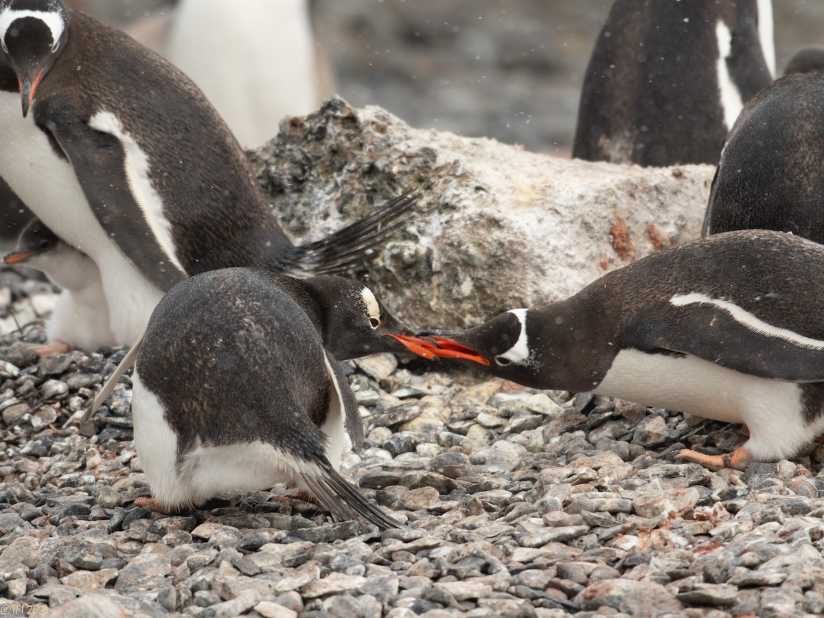 Gentoo Penguin - ML624154659