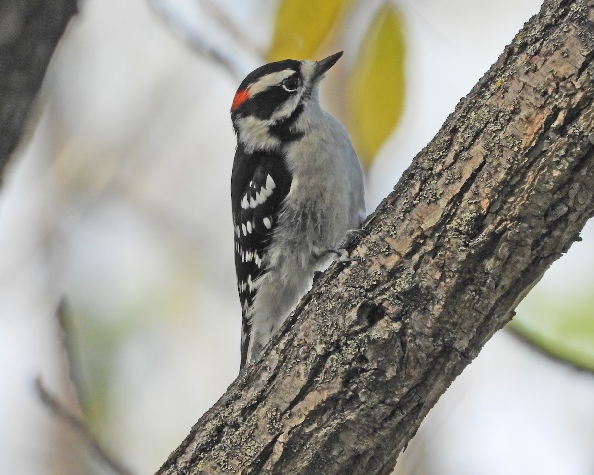 Downy Woodpecker - ML624154660