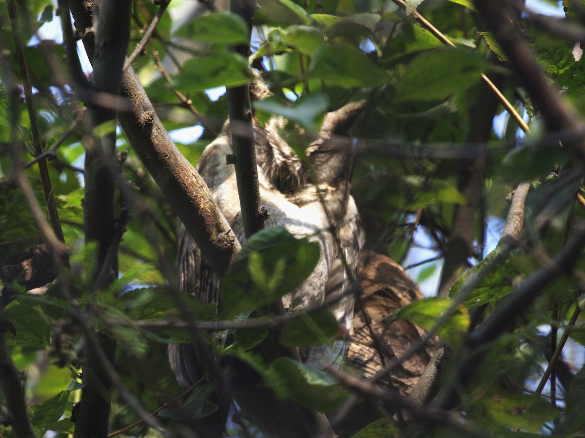 Indian Scops-Owl - Menachem Goldstein