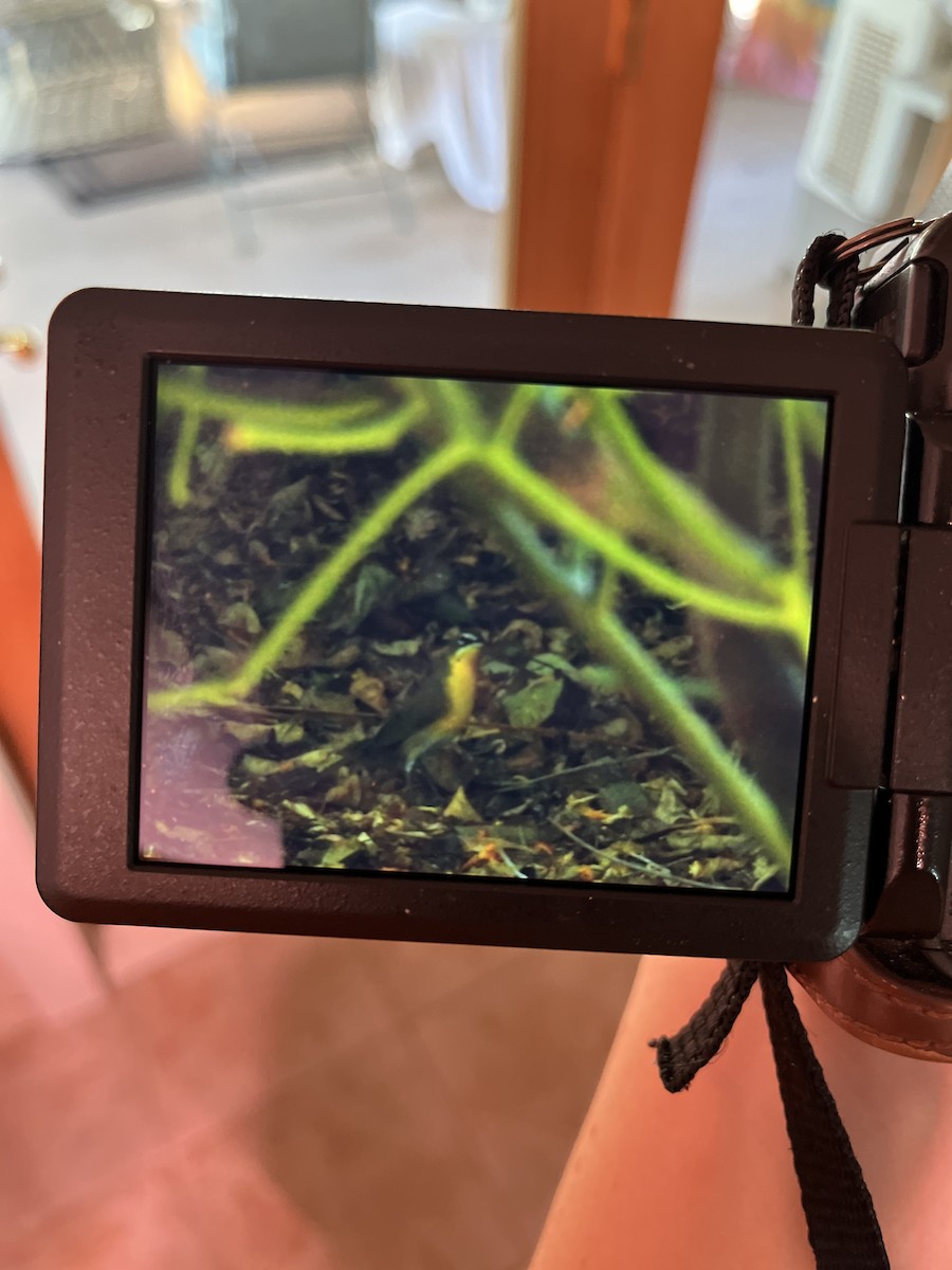 Yellow-breasted Chat - ML624154662