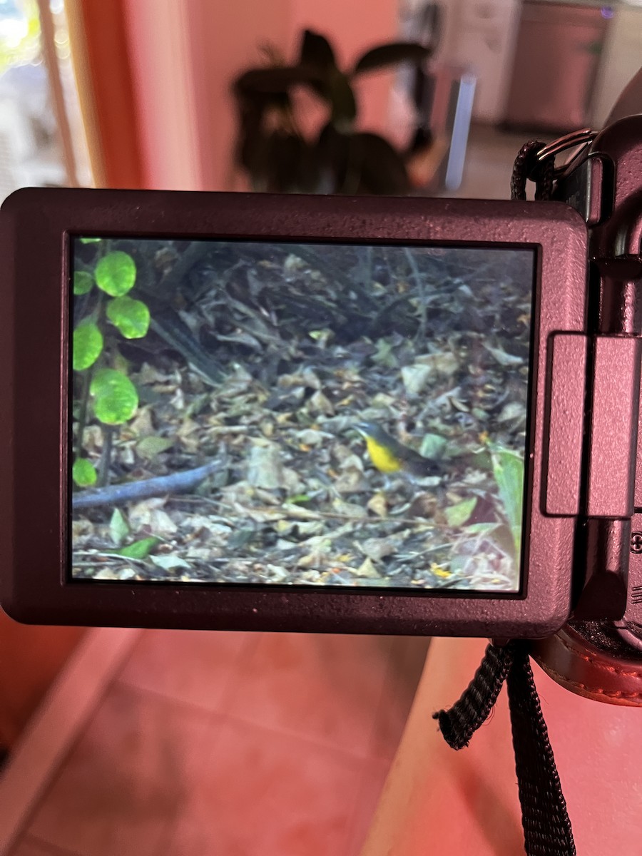 Yellow-breasted Chat - ML624154663