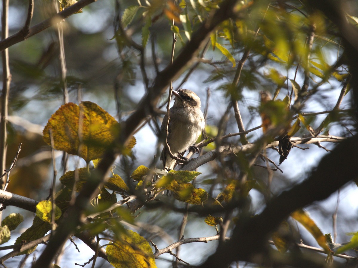 Common Woodshrike - ML624154665