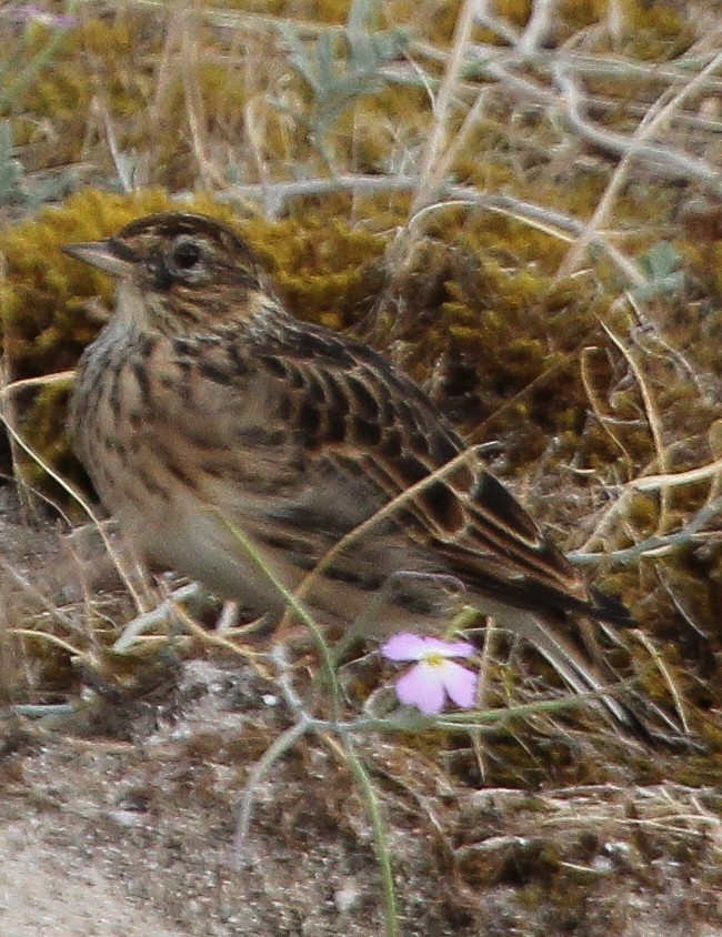 Eurasian Skylark - ML624154669