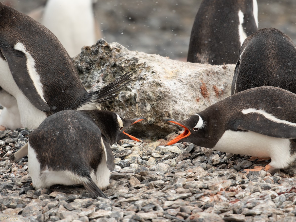 Gentoo Penguin - ML624154671