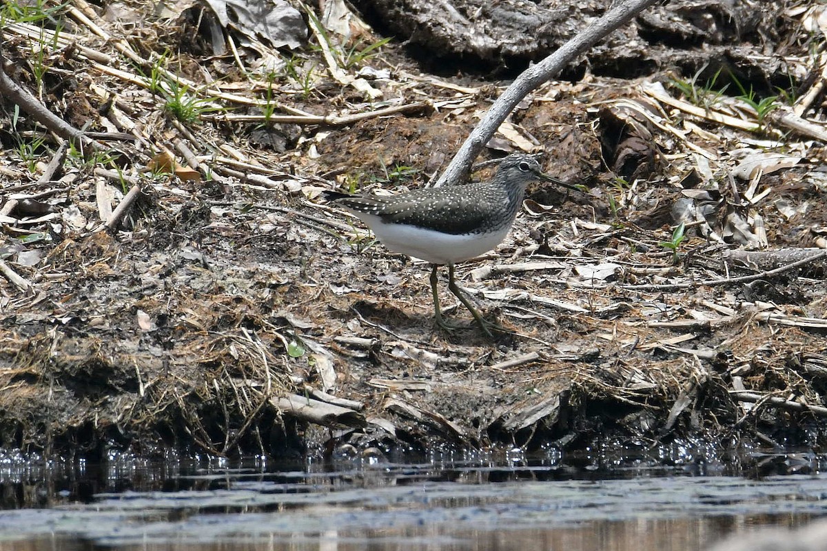 Green Sandpiper - ML624154675