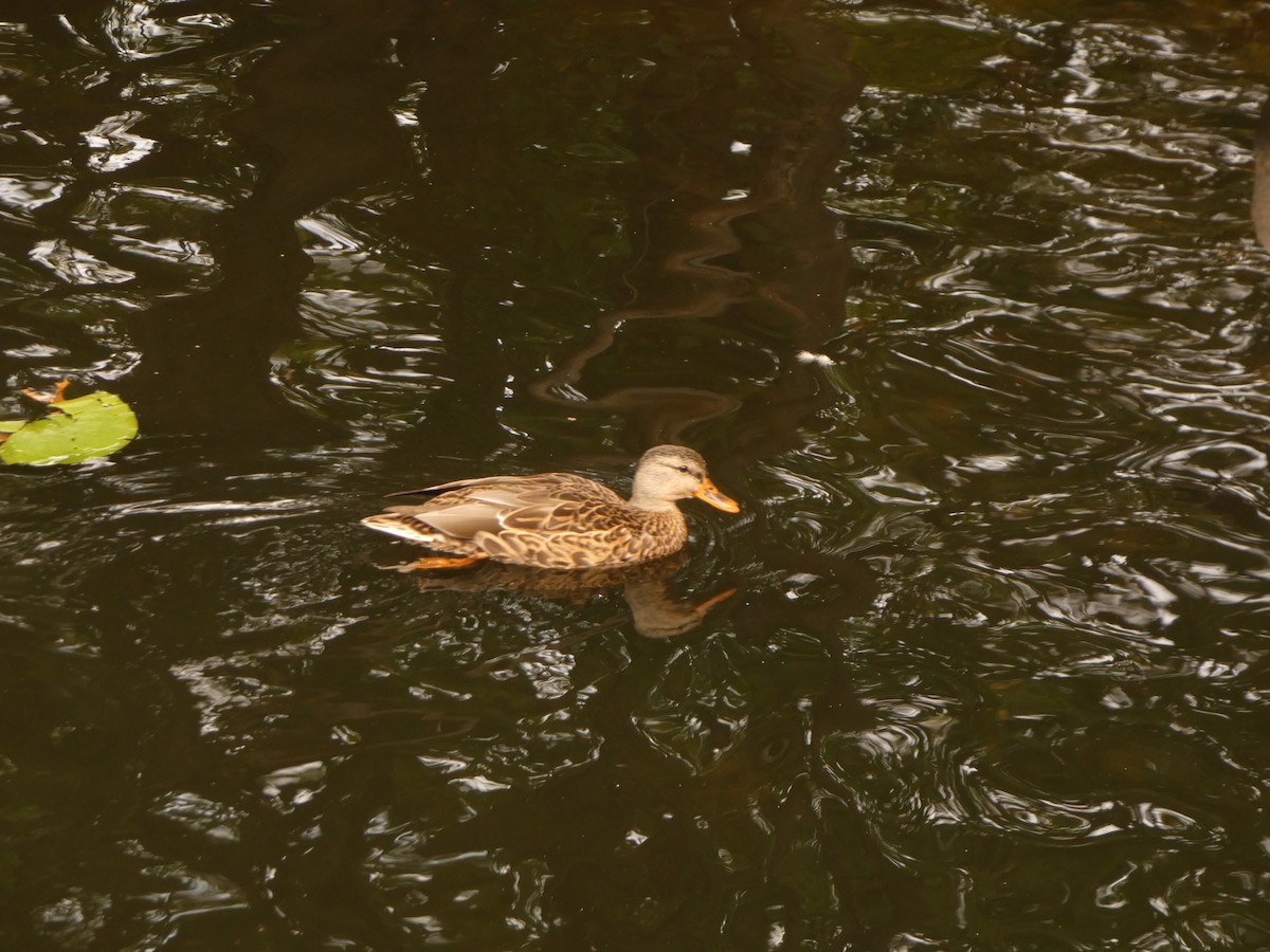 Canard colvert - ML624154685