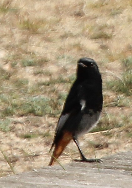 Codirosso spazzacamino - ML624154691