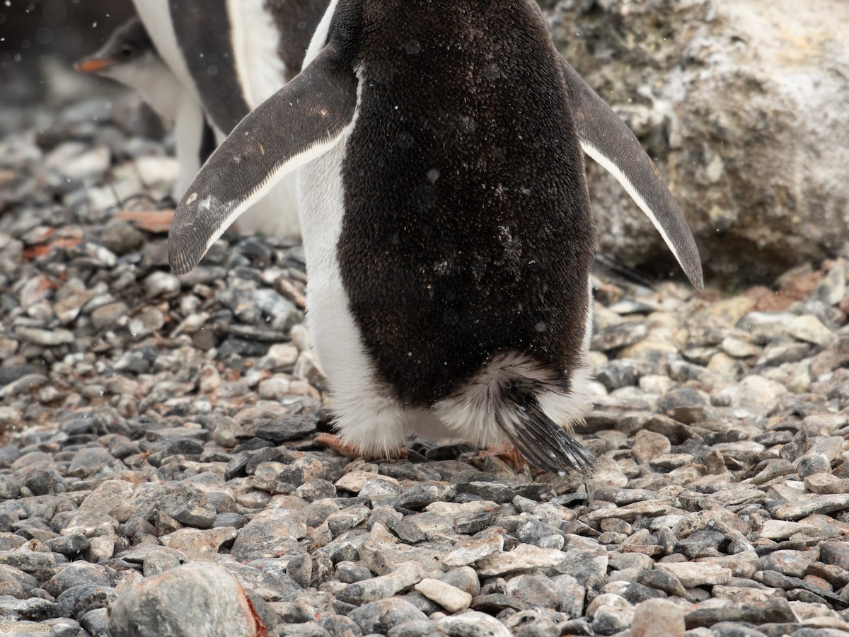 Gentoo Penguin - ML624154692