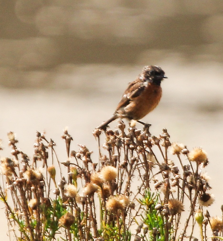 European Stonechat - ML624154693