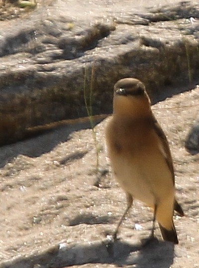 Northern Wheatear - ML624154713