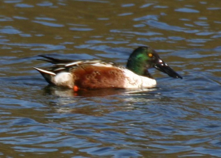 Northern Shoveler - ML624154718