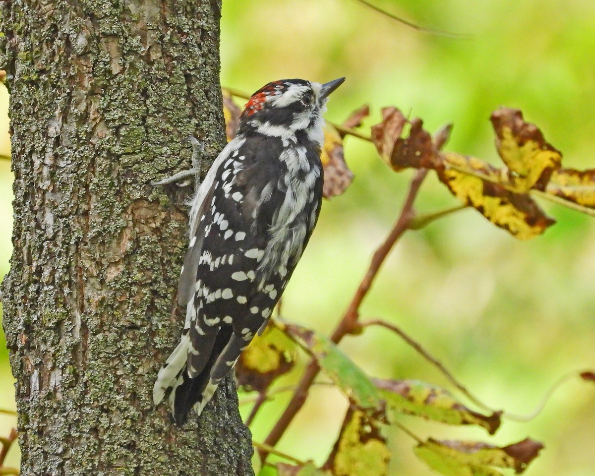 Downy Woodpecker - ML624154719