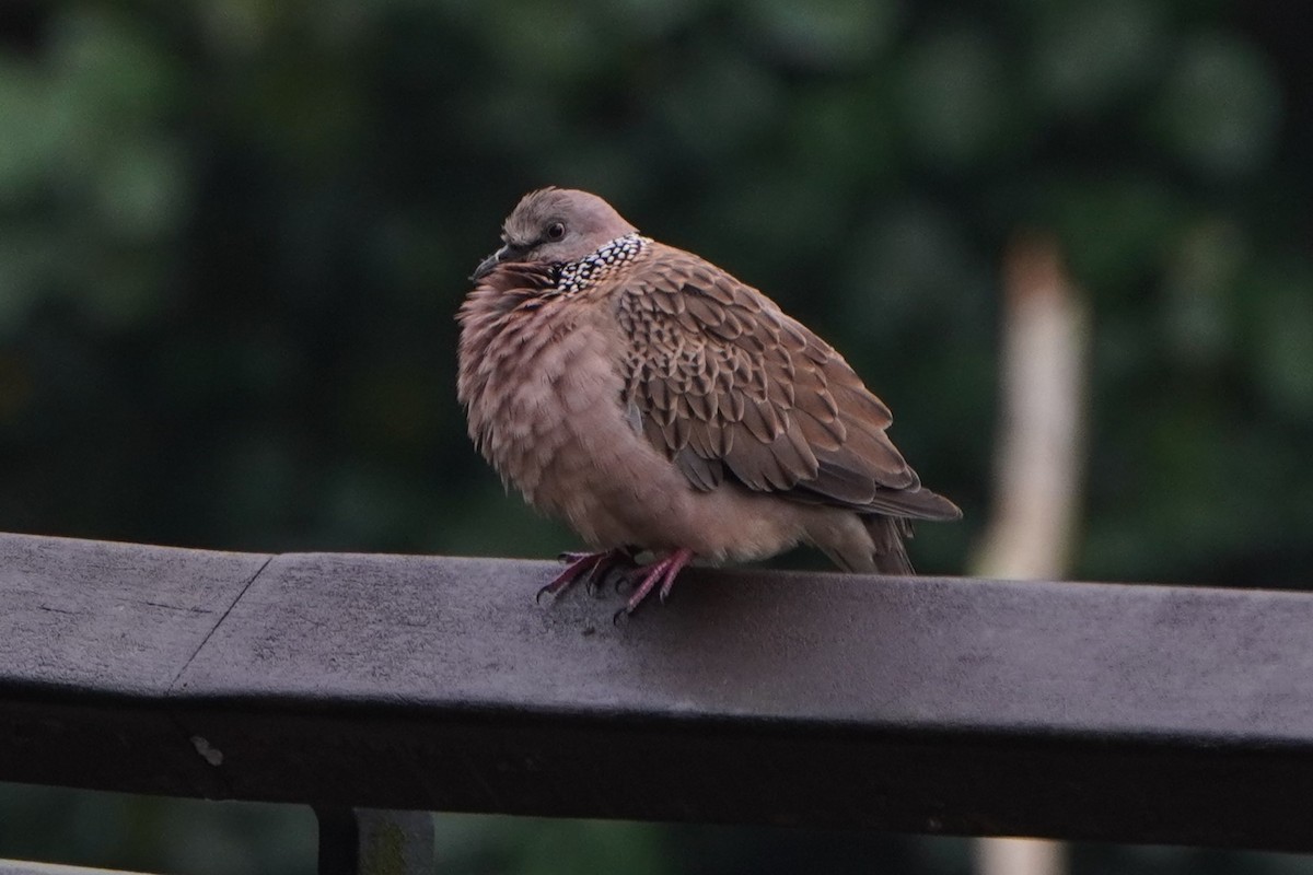 Spotted Dove - ML624154785