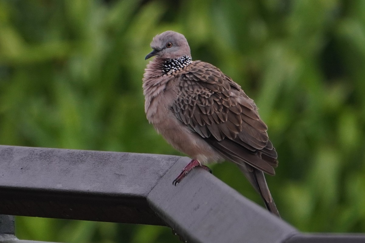 Spotted Dove - ML624154786