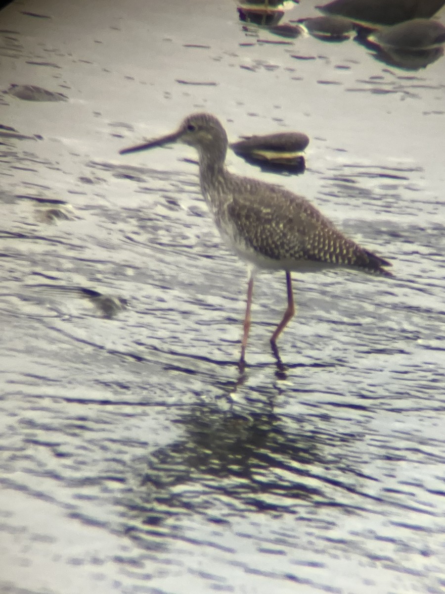 Greater Yellowlegs - ML624154818