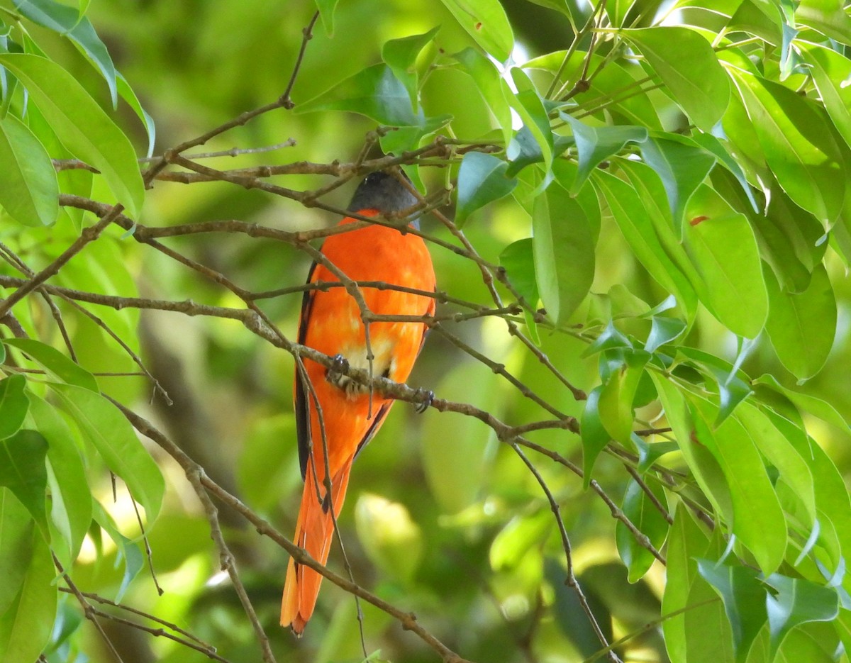 Gray-chinned Minivet - ML624154838