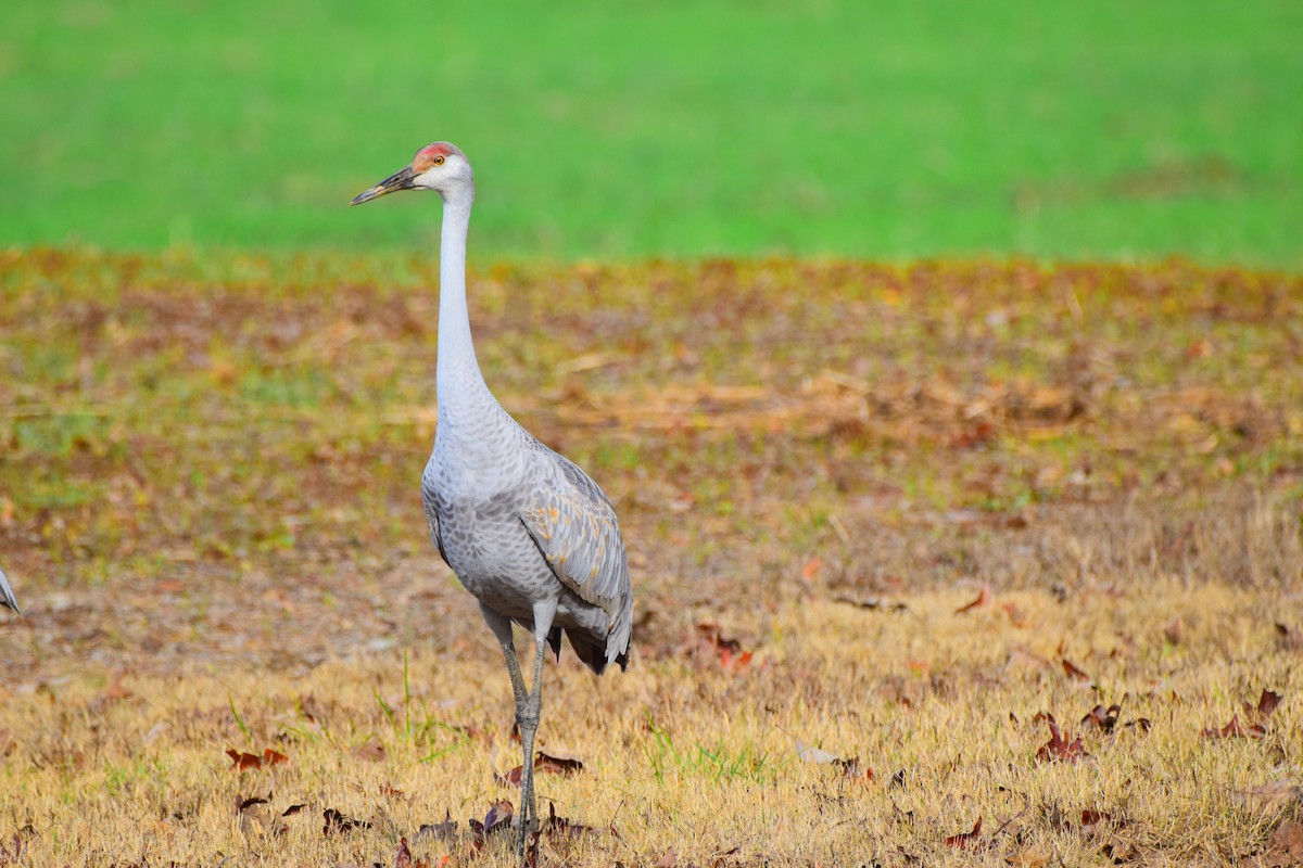 Sandhill Crane - Josh Baysinger