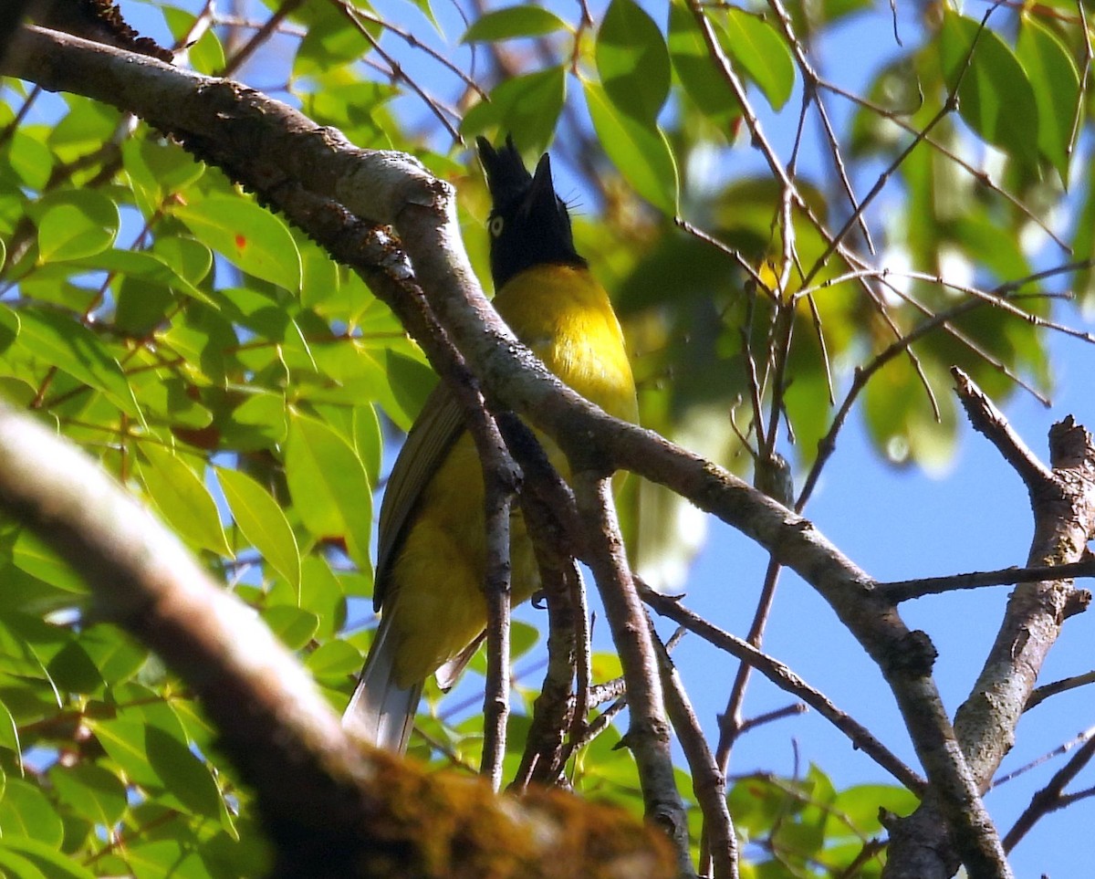 Bulbul à huppe noire - ML624154900