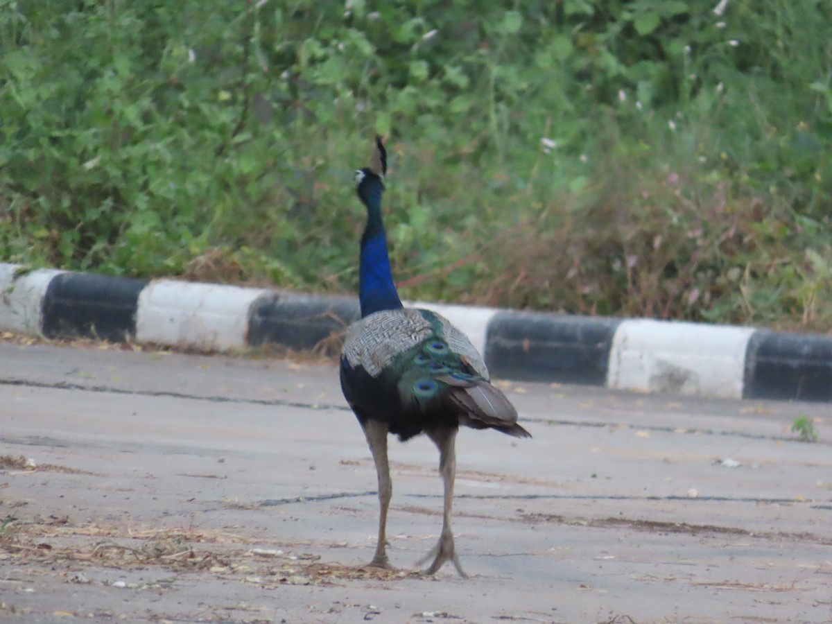 Indian Peafowl - ML624154911