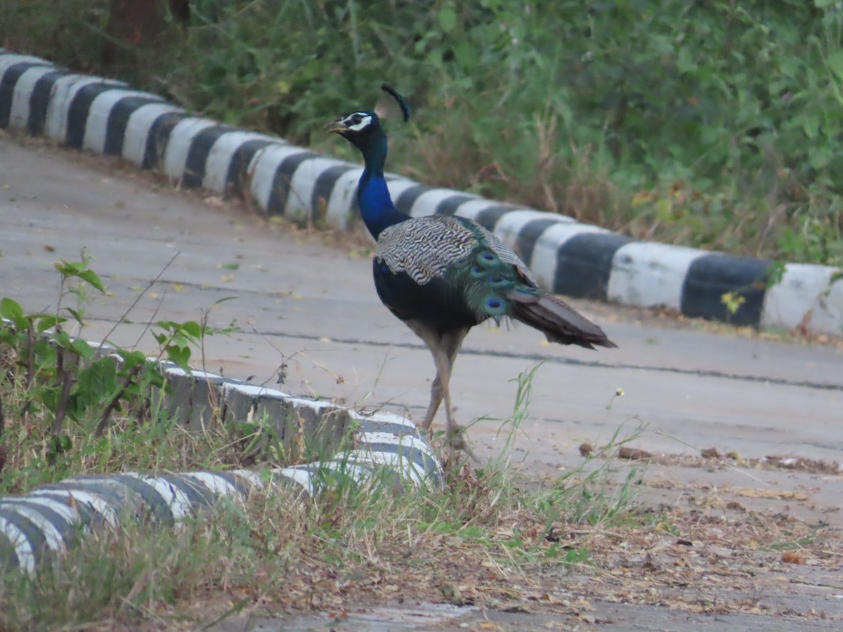 Pavo Real Común - ML624154912