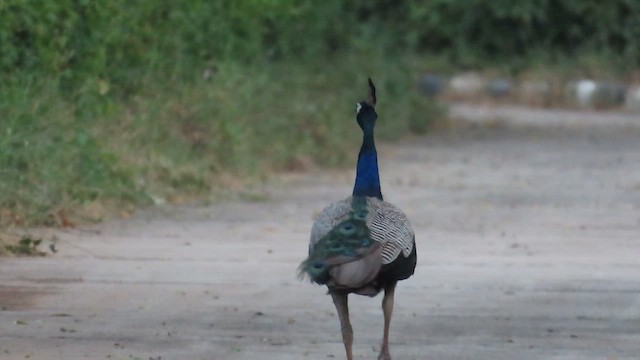 Indian Peafowl - ML624154914