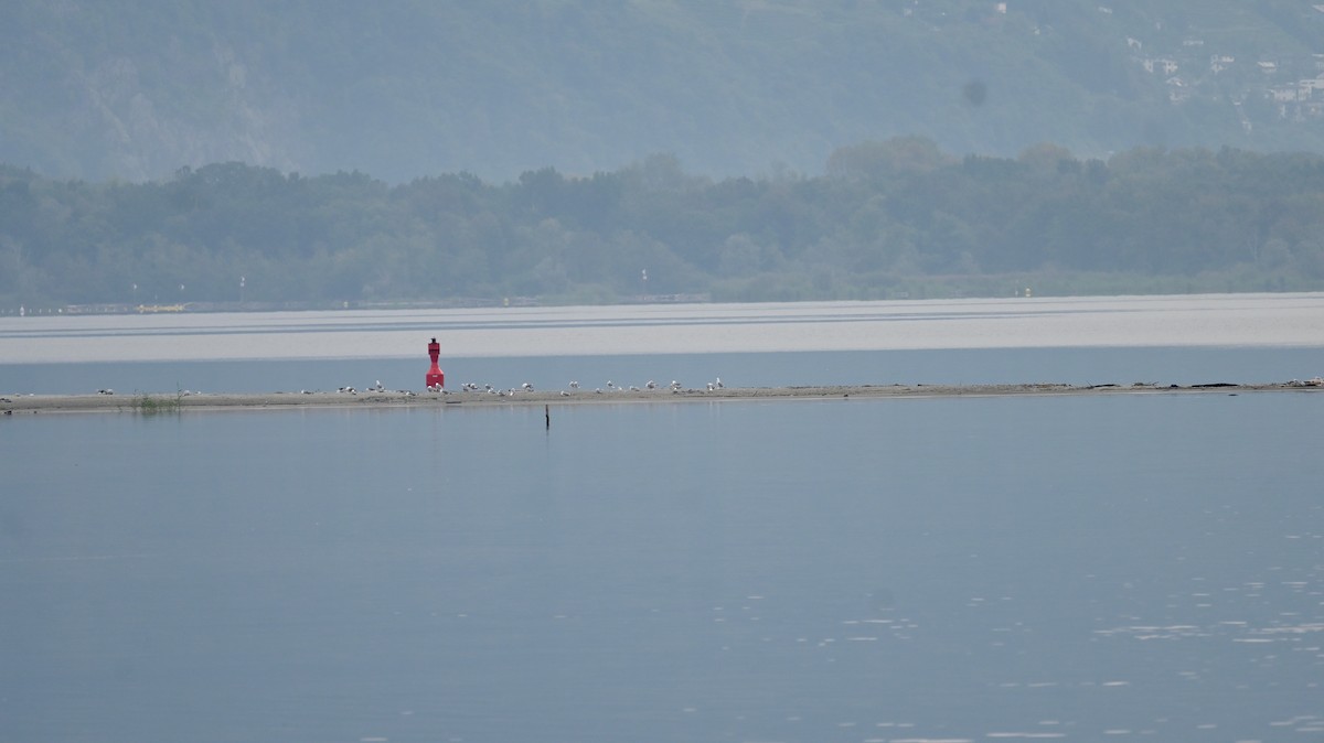 Larus sp. - ML624154944