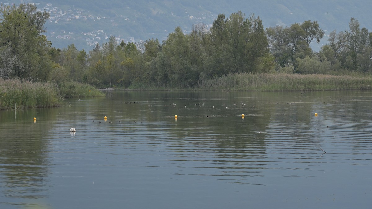 Tufted Duck - ML624154947