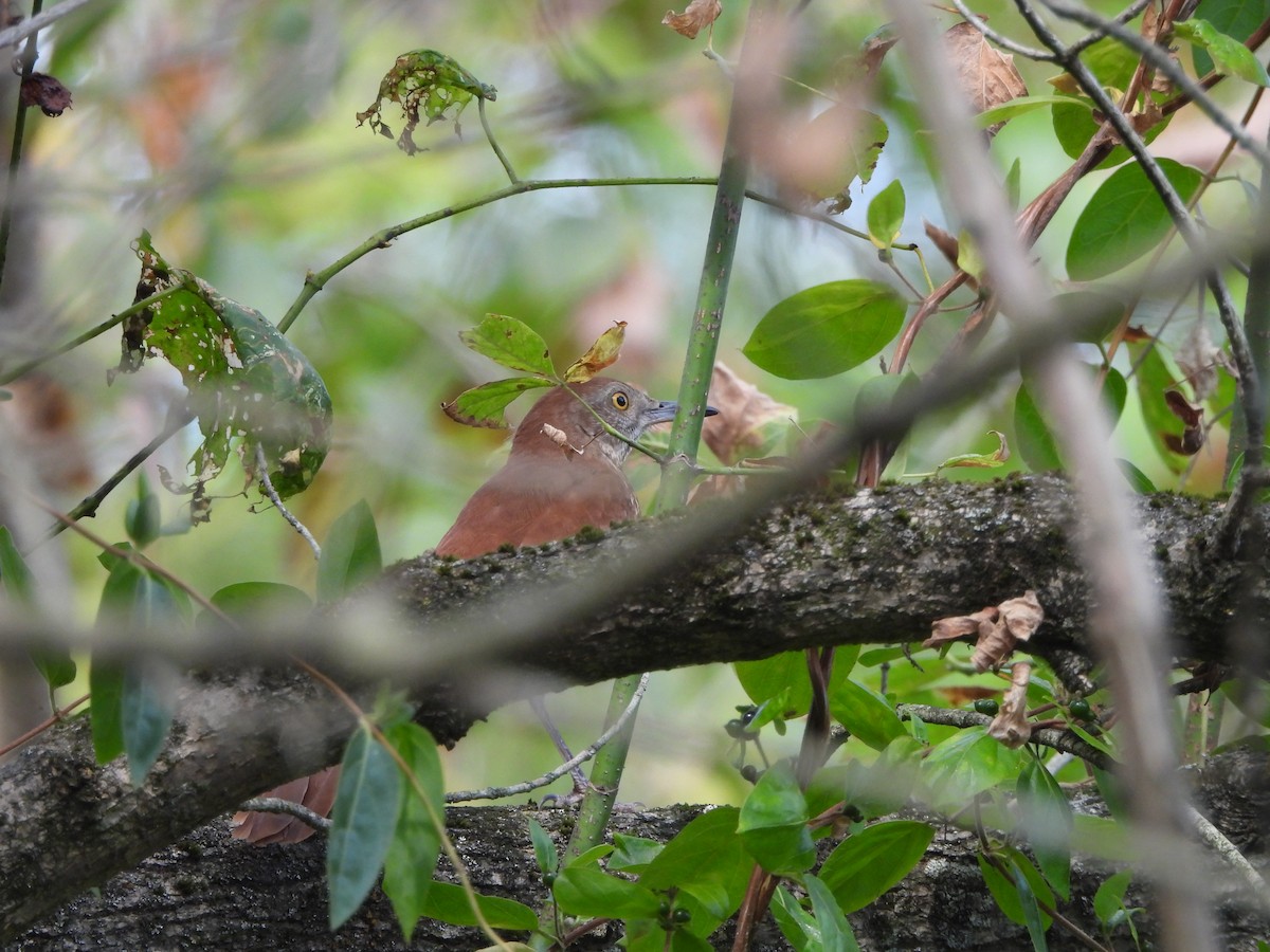 Brown Thrasher - ML624154951