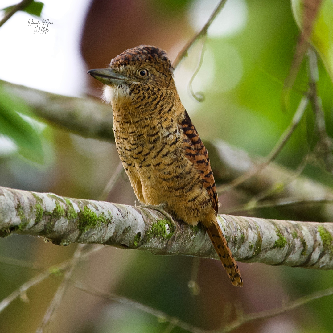 Barred Puffbird - ML624154991