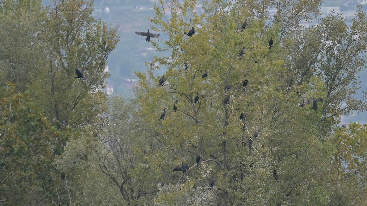 Great Cormorant - ML624155018