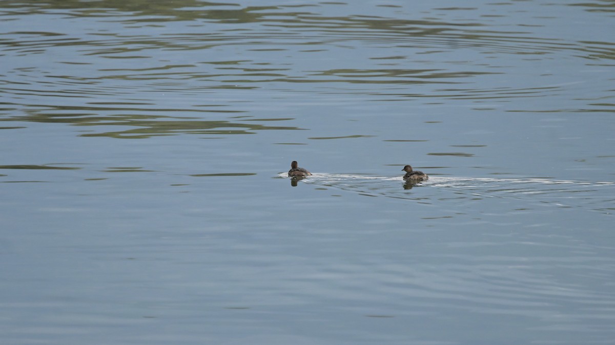 Little Grebe - ML624155020