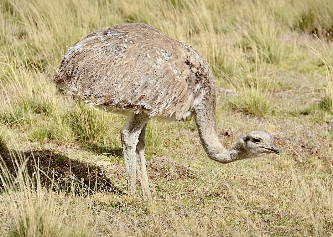 Lesser Rhea - ML624155045