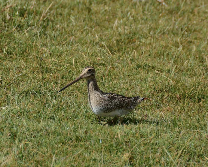 Magellanic Snipe - ML624155053