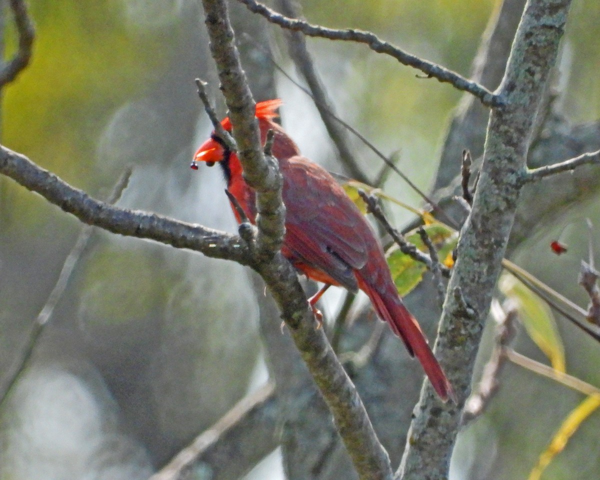 Northern Cardinal - Aubrey Merrill