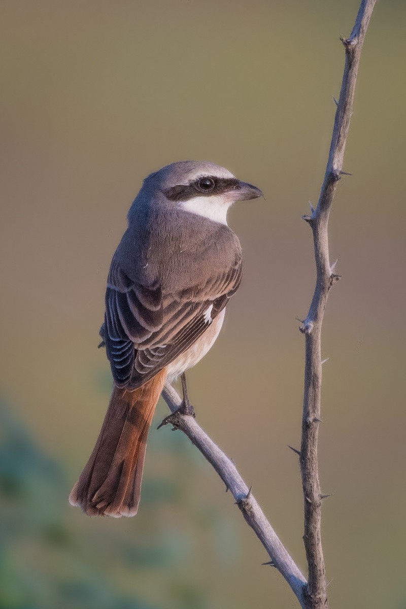 Red-tailed Shrike - ML624155076