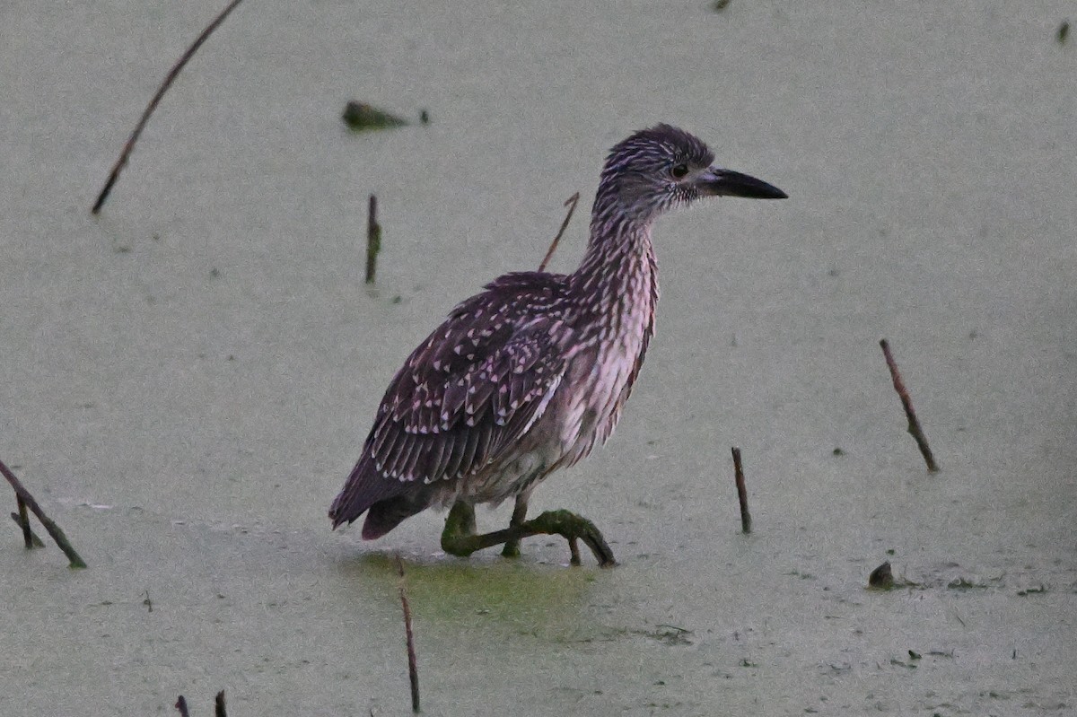 Yellow-crowned Night Heron - ML624155085